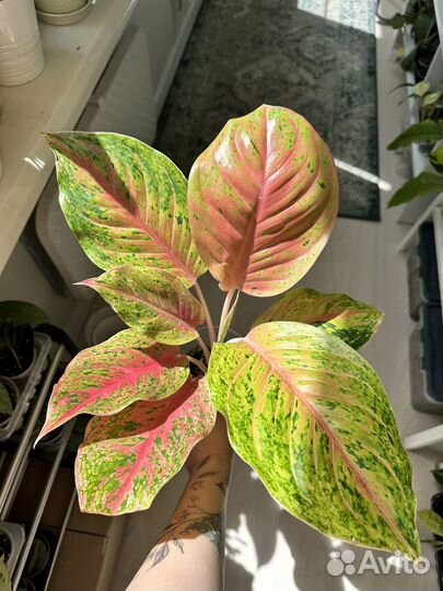 Аглаонемы сортовые