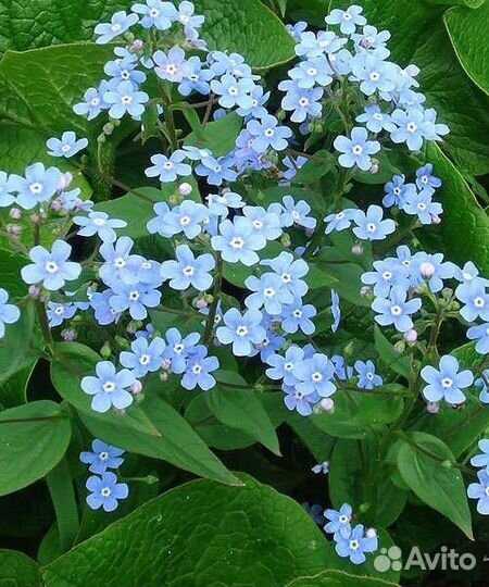 Гиппиаструм, ирис, бруннера, купена