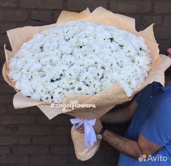 Хризантема