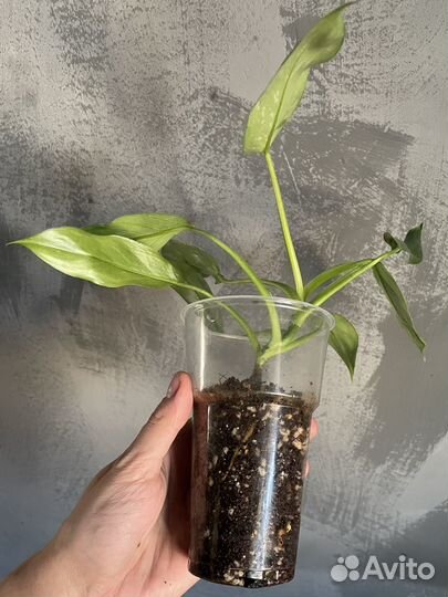 Филодендрон Jose Buono