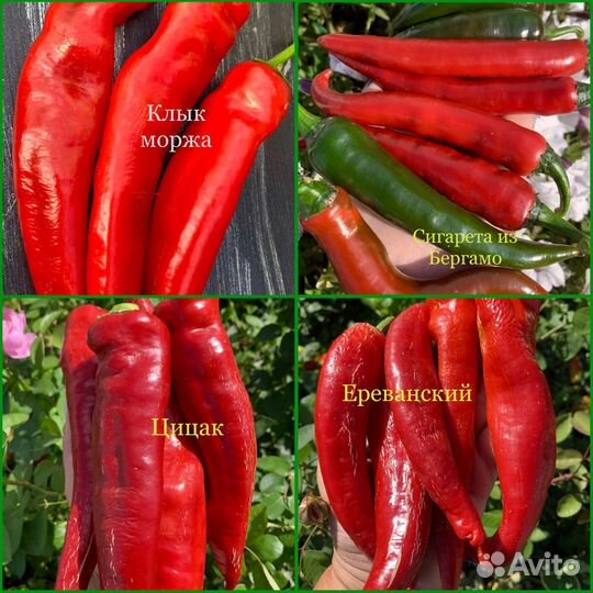 Колекционер