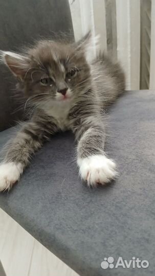 Котята в добрые руки бесплатно