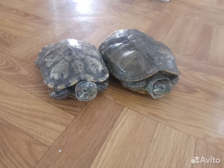 Красноухая черепаха