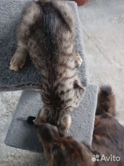 Ласковая и нежная кошечка