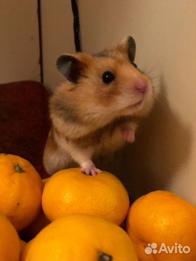 Передержка животных