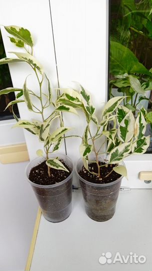 Фикусы Бенджамина