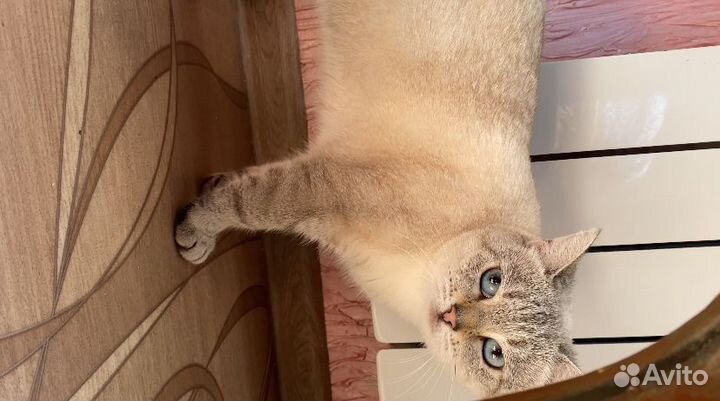 Кошки в добрые руки