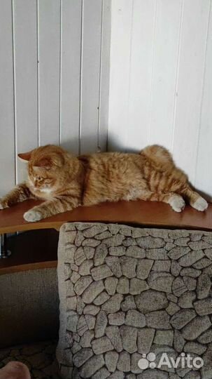 Курильский бобтейл. Вязка. Кот