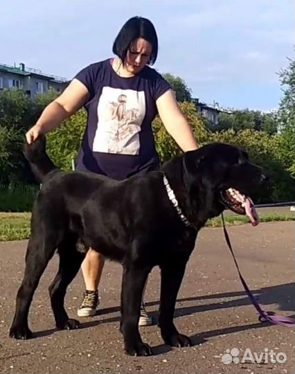 Щенки Алабая от титулованных родителей