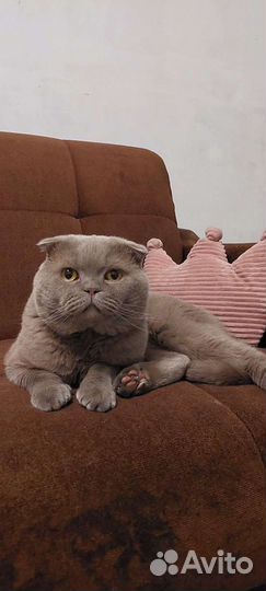 Scottish fold