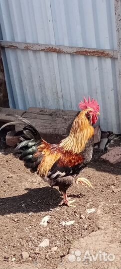 Петух