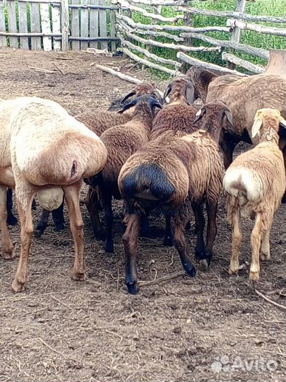 Продается баранчики гесарской породы