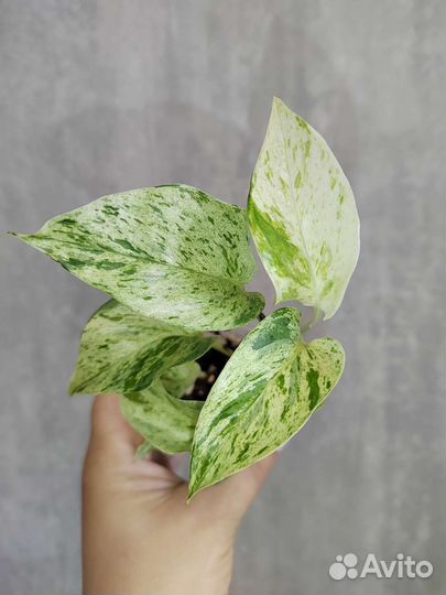 Эпипремнум и др