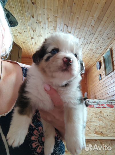 Австралийская овчарка