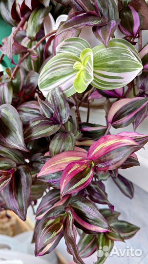 Традесканция тайская квадриколор невеста