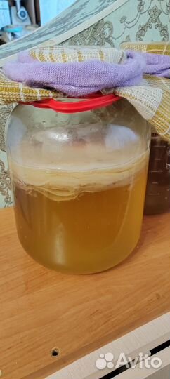 Чайный гриб