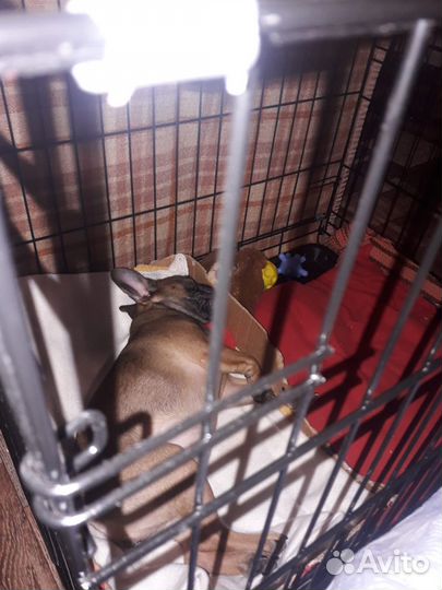 Клетка для собаки бу