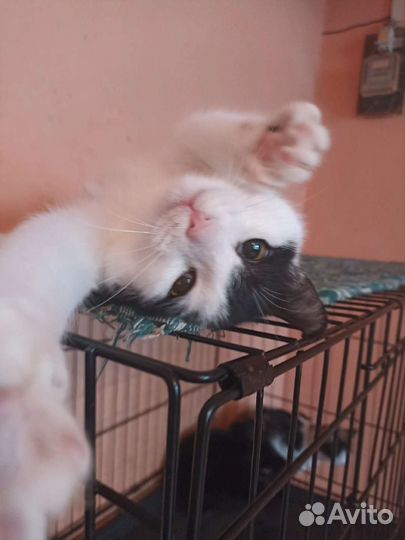 Ника в добрые руки