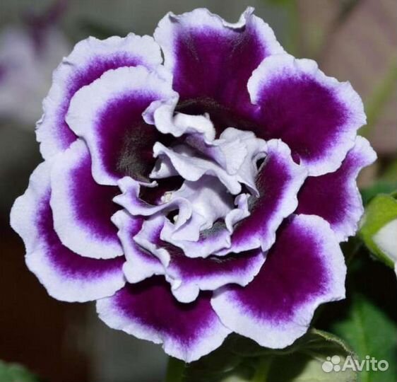 Глоксиния махровая