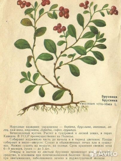 Брусника ягоды