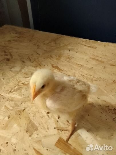 Цыпленок
