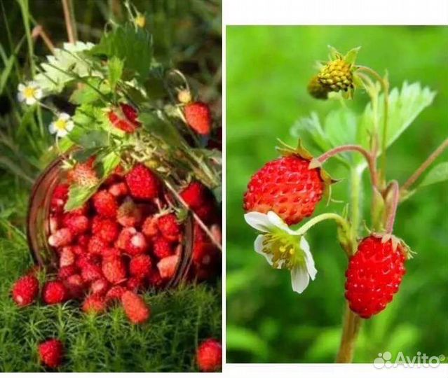 Земляника