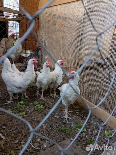 Пушкинский петух