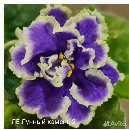 Листики сортовых фиалок