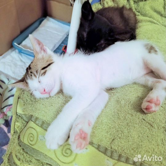 Белый котенок девочка ищет дом