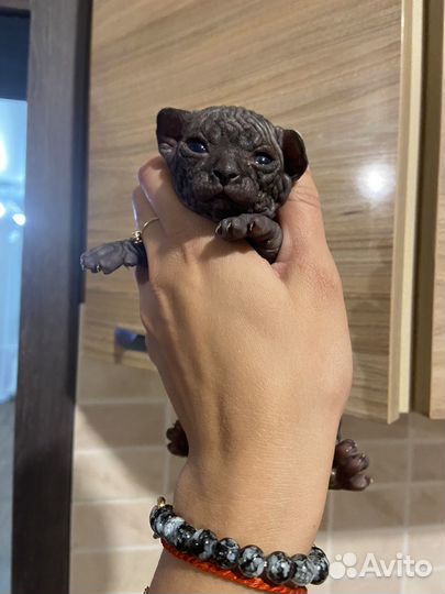 Лысые котята сфинкс