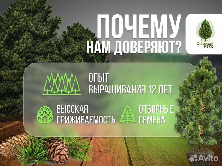 Дерево кедра