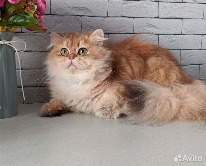 Золотые клубные британцы