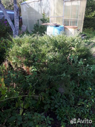 Можжевельник,кедр