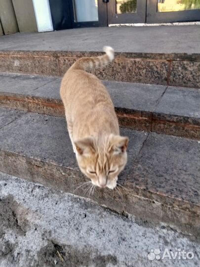 Котик в добрые руки