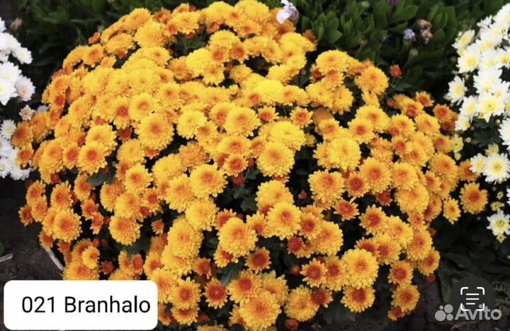 Рассада хризантемы мультифлора