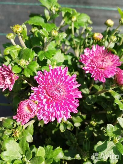 Хризантема Бранбич Лилак