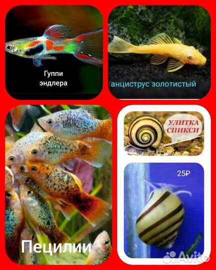 Аквариумные рыбки :гуппи Эндлера, Пецилии,креветки