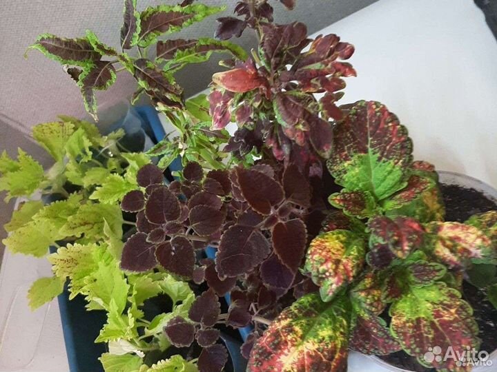 Колеус более35сор.,дев.виногр. и аихризон