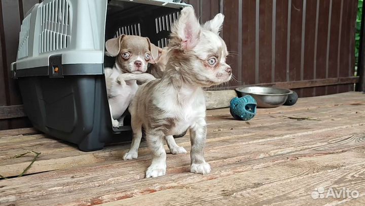 Малыши Чихуахуа