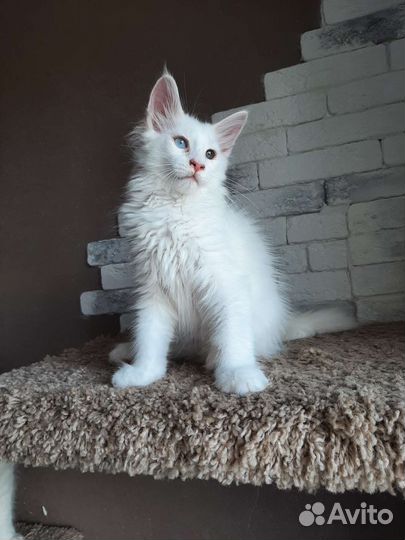 Белые коты куны