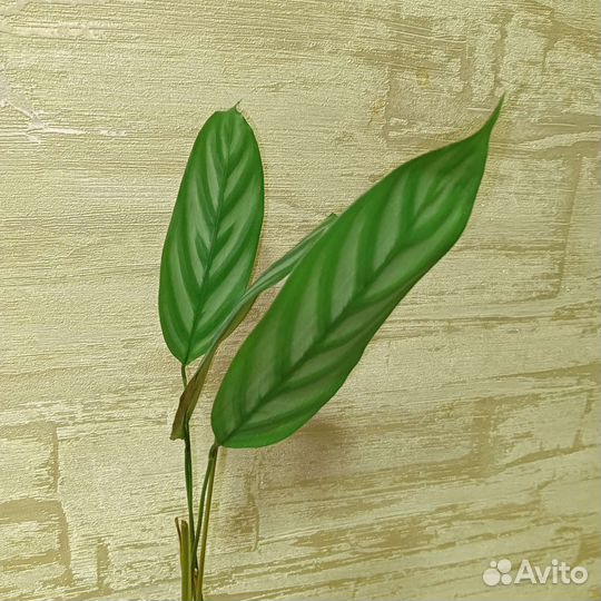 Калатея-Бахема (ктенанта) в горшочках