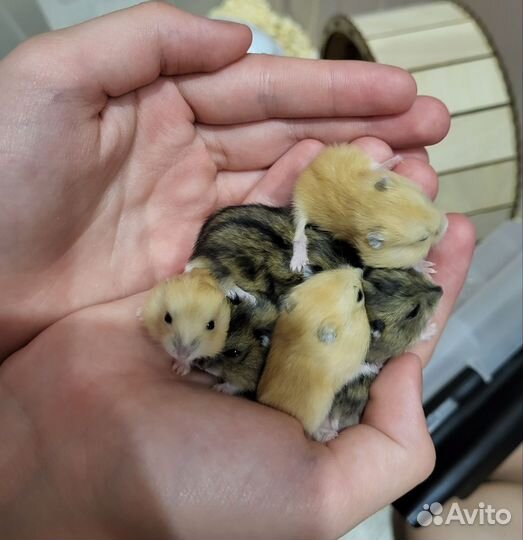 Джунгарские хомячки