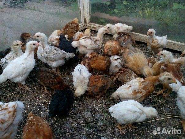 Цыплята домашние,суточные, подрощенные