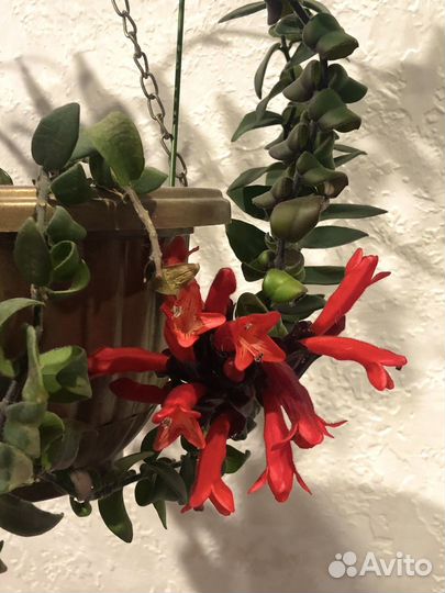 Эсхинантус Раста