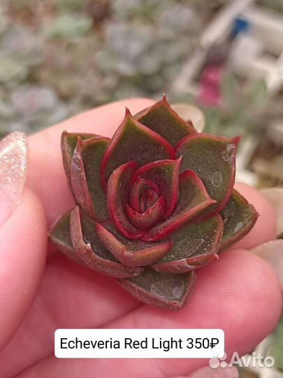 Эхеверии, суккуленты