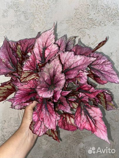 Декоративно -лиственные