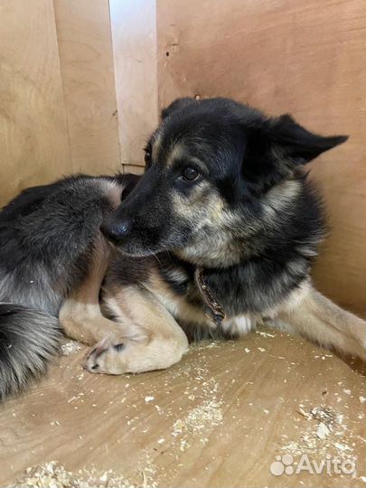 Пёс-трусишка очень хочет обрести семью