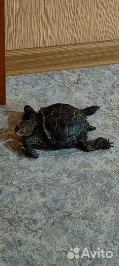 Болотная черепаха