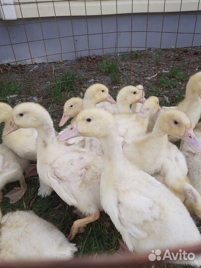 Утята подрощенные 2х,3х, 4х недельные