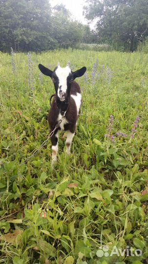 Козлята